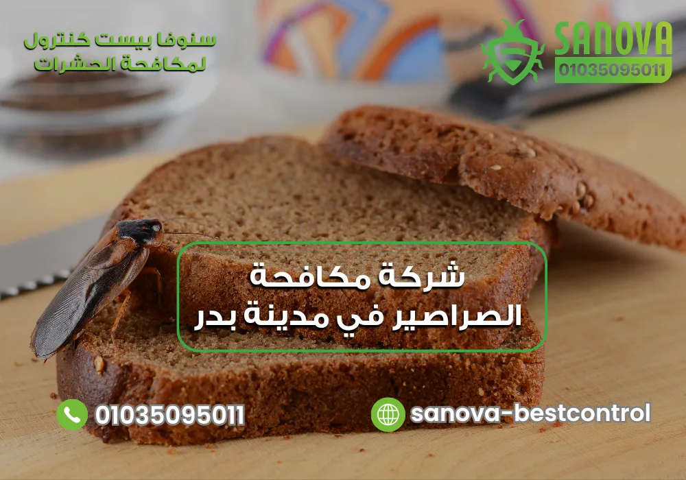 شركة مكافحة الصراصير في مدينة بدر | سنوفا 01035095011