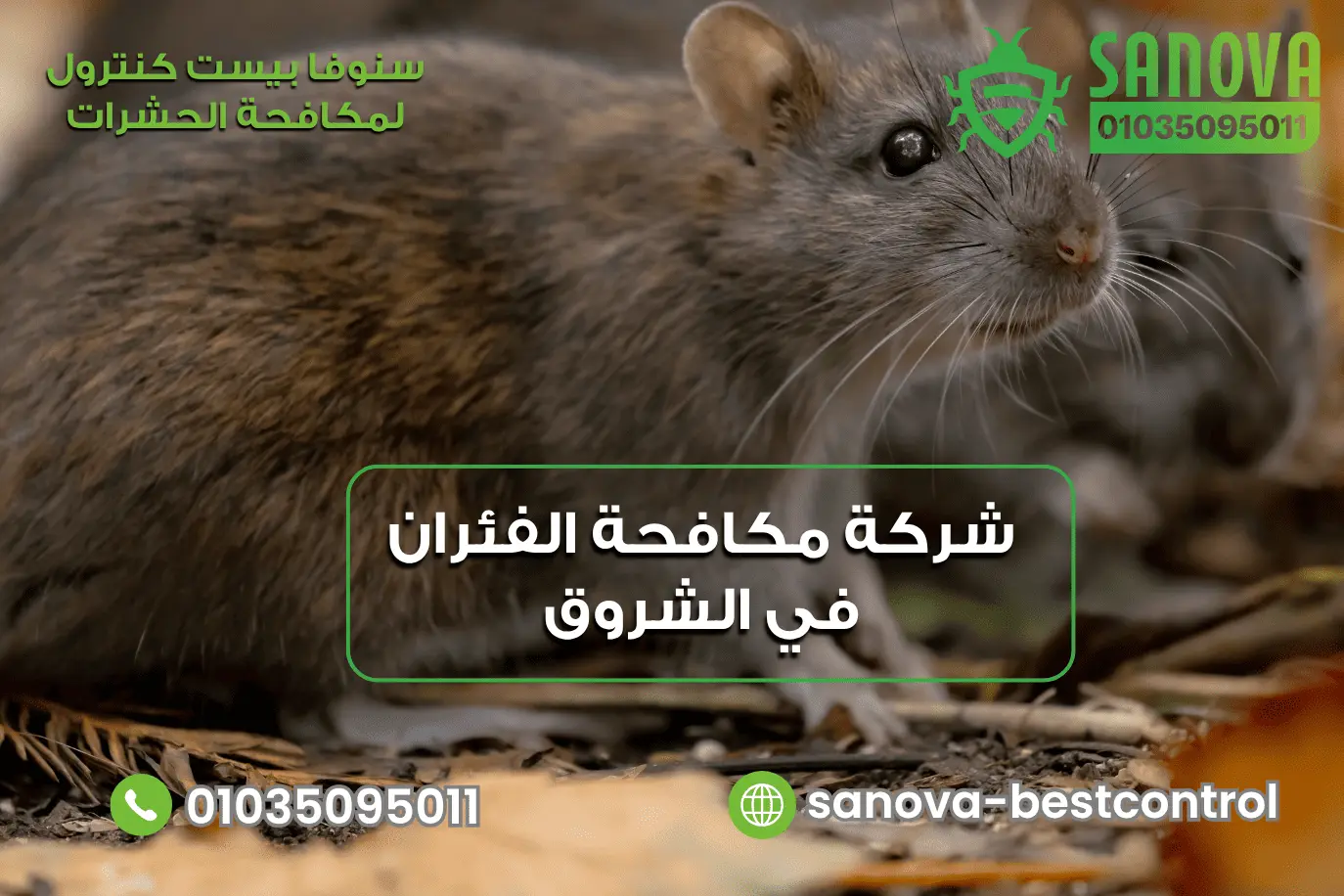 شركة مكافحة الفئران في الشروق | سنوفا 01035095011 شركة مكافحة الفئران في الشروق مع سنوفا بست كنترول 01035095011
