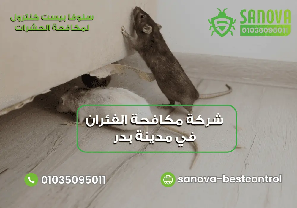 شركة مكافحة الفئران في مدينة بدر | سنوفا 01035095011