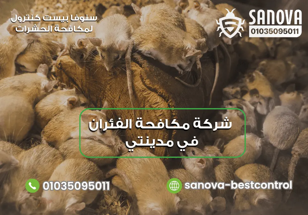 شركة مكافحة الفئران في مدينتي | سنوفا 01035095011 شركة مكافحة الفئران في مدينتي مع سنوفا 01035095011