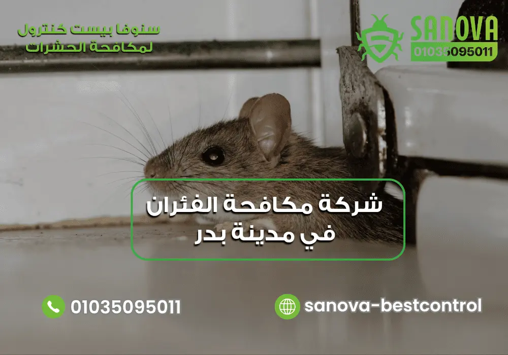 شركة مكافحة الفئران في مدينة بدر | سنوفا 01035095011 شركة مكافحة القوارض في مدينة بدر مع سنوفا بست كنترول 01035095011