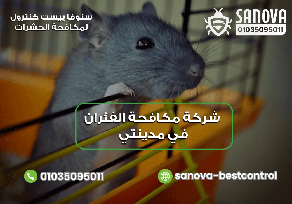 شركة مكافحة الفئران في مدينتي | سنوفا 01035095011 شركة مكافحة القوارض في مدينتي مع سنوفا 01035095011