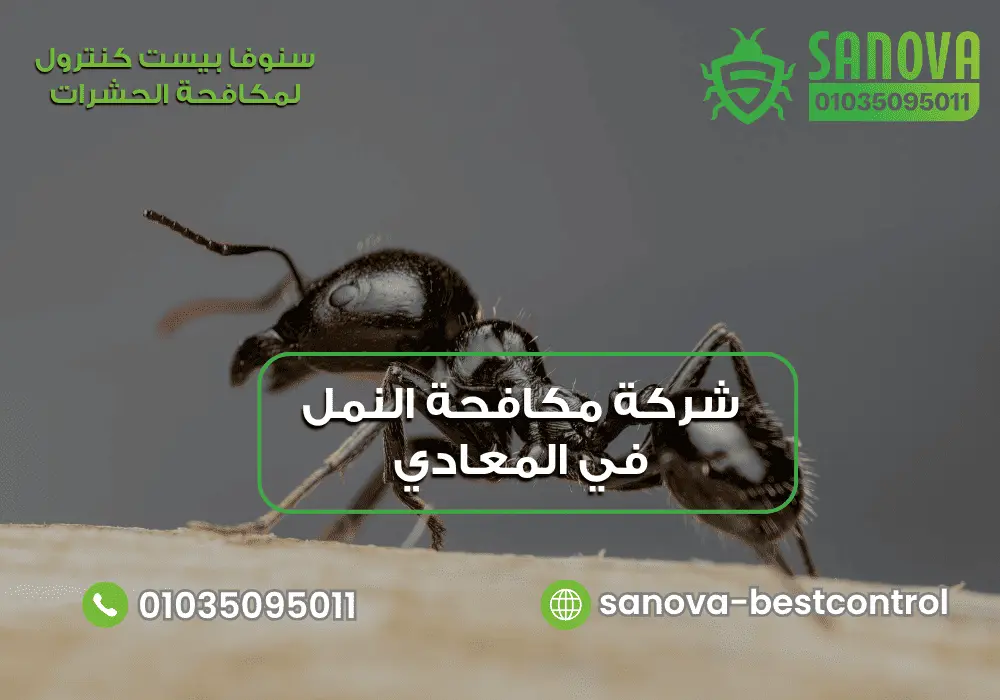 شركة مكافحة النمل الاسود في المعادي سنوفا 01035095011