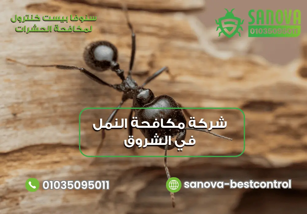 شركة مكافحة النمل في الشروق| سنوفا 01035095011