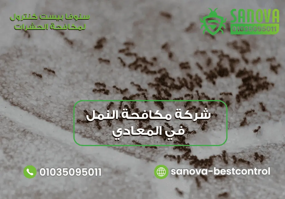 شركة مكافحة النمل في المعادي سنوفا 01035095011