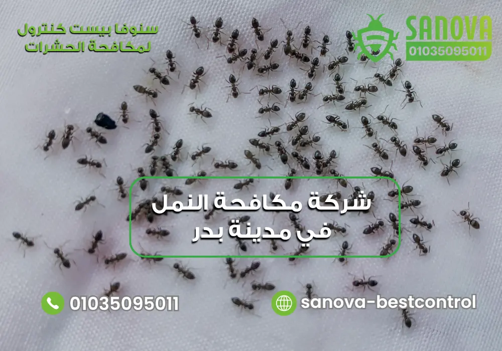 شركة مكافحة النمل في مدينة بدر | سنوفا 01035095011 شركة مكافحة النمل في مدينة بدر مع سنوفا بست كنترول 01035095011