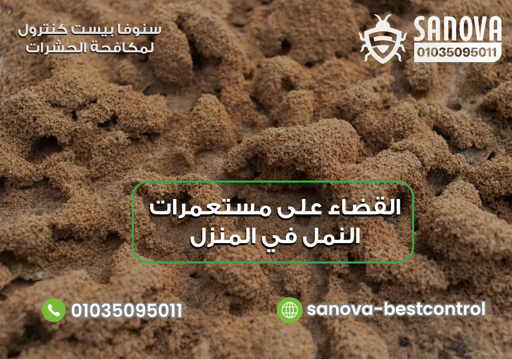 شركة مكافحة النمل في مدينة بدر | سنوفا 01035095011 شركة مكافحة مستعمرات النمل في مدينة بدر مع سنوفا بست كنترول 01035095011