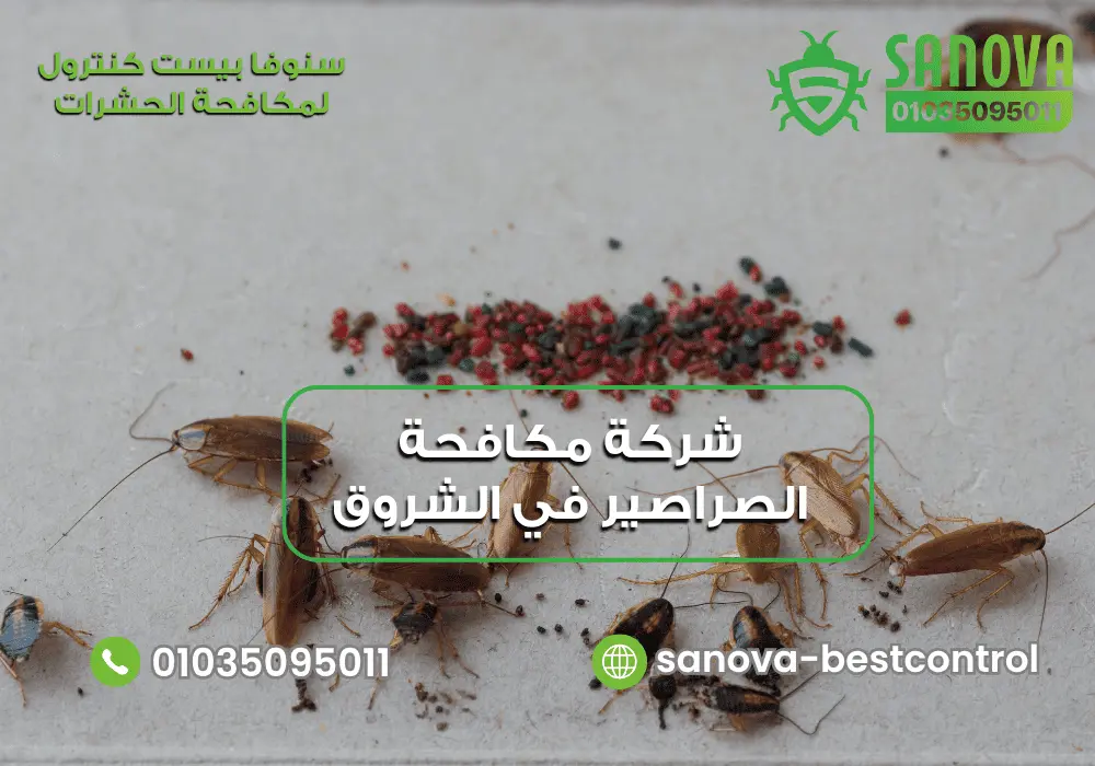 شركة مكافحة الصراصير في الشروق | سنوفا 01035095011