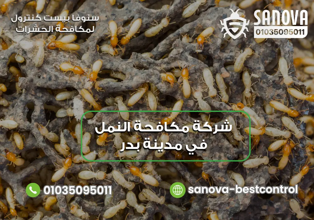 شركة مكافحة النمل في مدينة بدر | سنوفا 01035095011 مكافحة النمل الأبيض في مدينة بدر مع سنوفا بست كنترول 01035095011