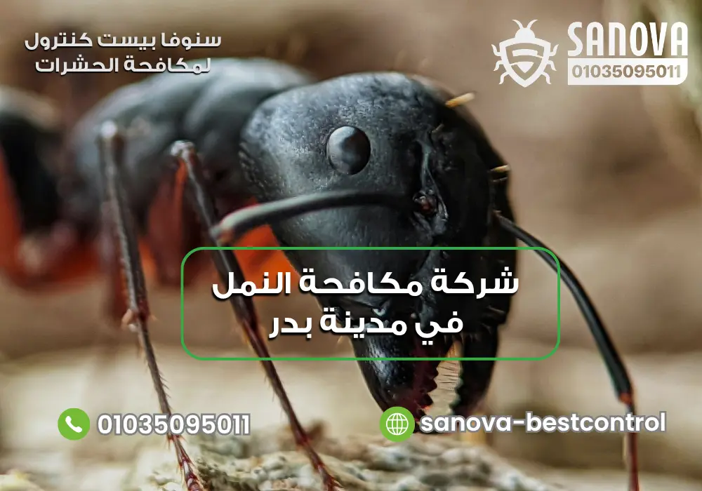 شركة مكافحة النمل في مدينة بدر | سنوفا 01035095011