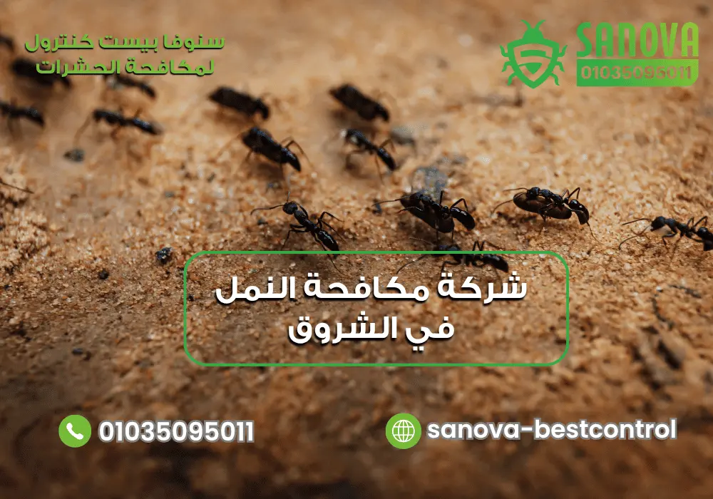 مكافحة النمل داخل الجدران في الشروق سنوفا 01035095011