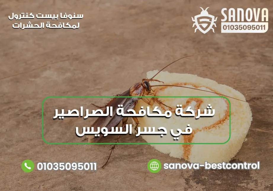 أنواع الصراصير التي قد تظهر داخل المنازل