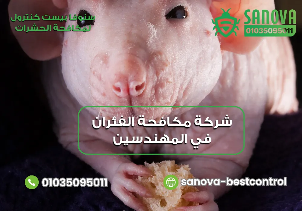 إبادة الفئران في المنازل المهندسين مع سنوفا بست كنترول 01035095011