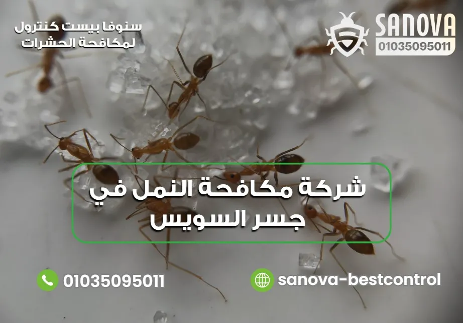 خدمات شركة مكافحة النمل في جسر السويس