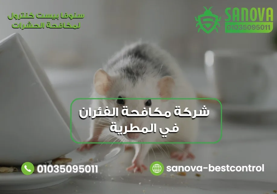 شركة مكافحة الفئران في المطرية