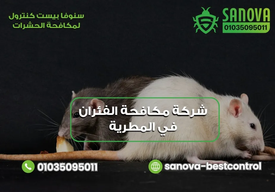 شركة مكافحة الفئران في المطرية