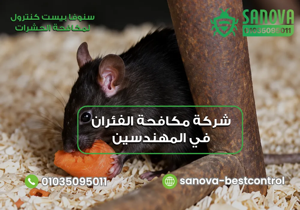 شركة مكافحة الفئران في المهندسين | سنوفا 01035095011