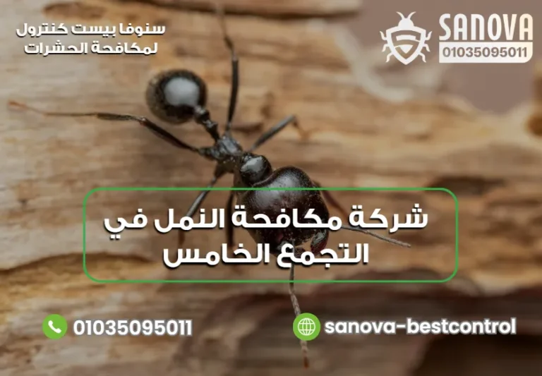 شركة مكافحة النمل في التجمع الخامس | سنوفا 01035095011