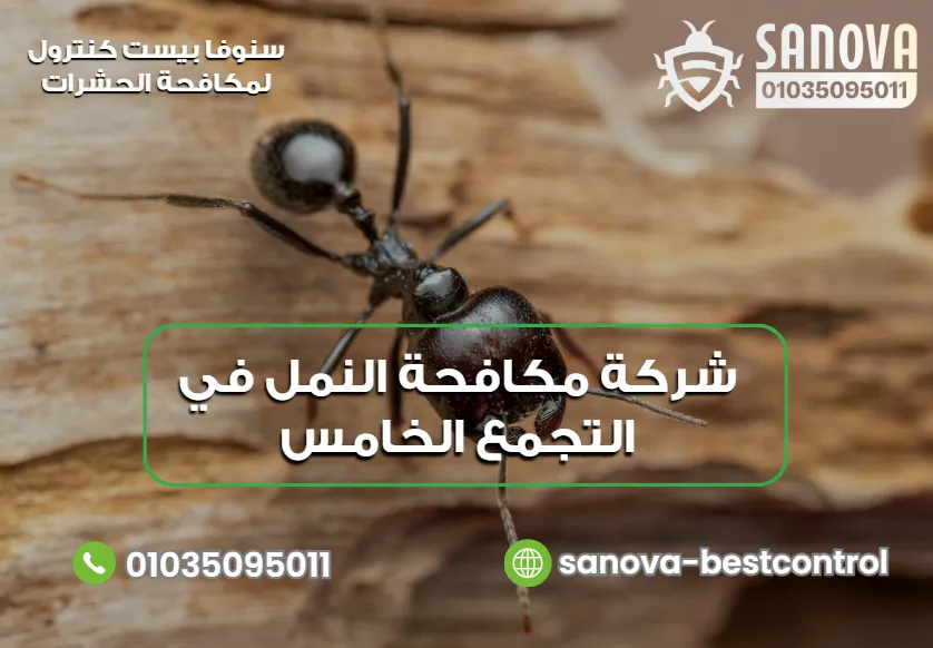 شركة مكافحة النمل في التجمع الخامس | سنوفا 01035095011