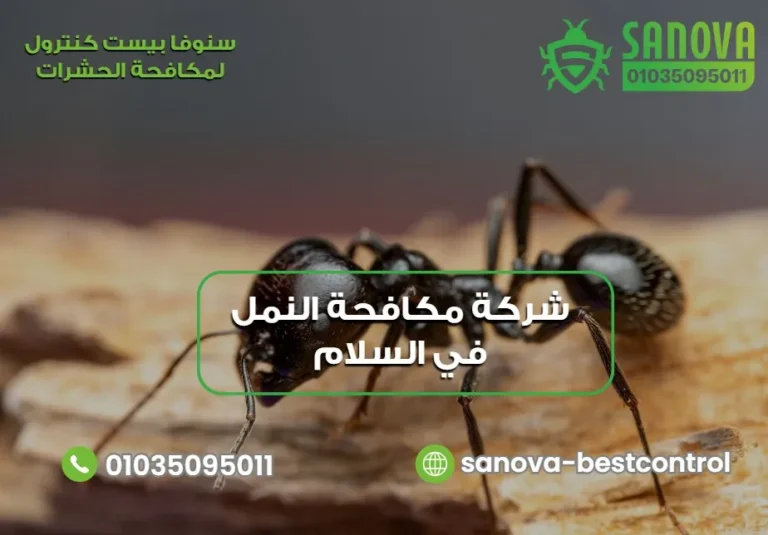 شركة مكافحة النمل في السلام | سنوفا 01035095011