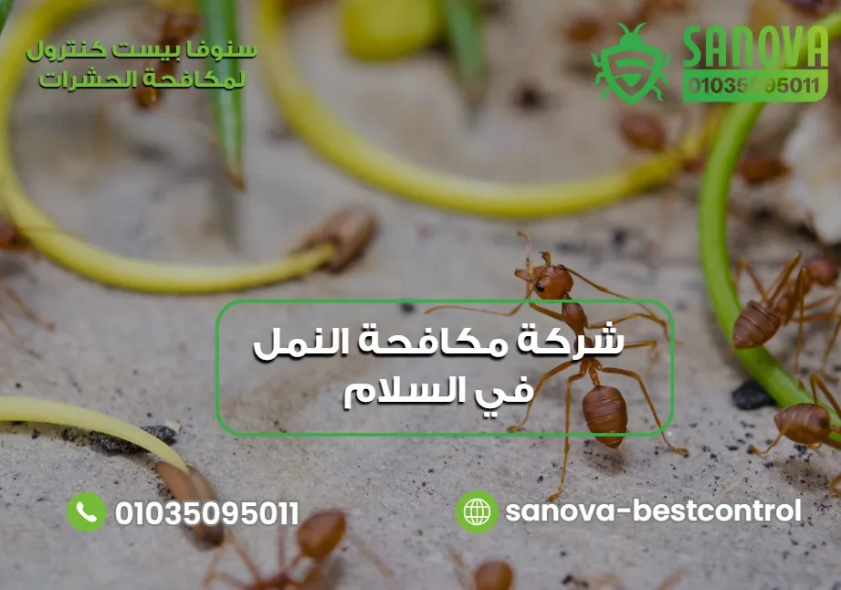 شركة مكافحة النمل في السلام | سنوفا 01035095011 شركة مكافحة النمل في السلام