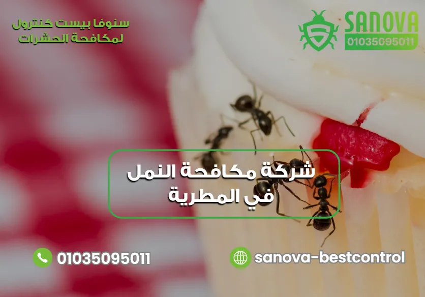 شركة مكافحة النمل في المطرية