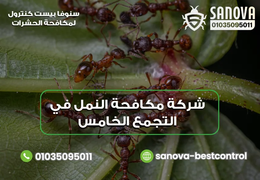 شركة مكافحة النمل في التجمع الخامس | سنوفا 01035095011 لماذا تختار سنوفا بست كنترول لإبادة الحشرات