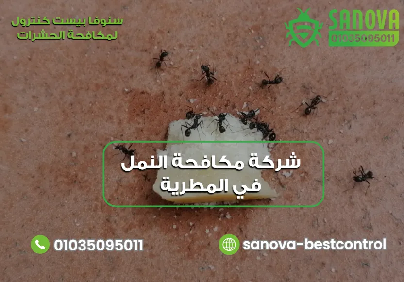 لماذا تختار سنوفا لخدمة مكافحة النمل في المطرية؟