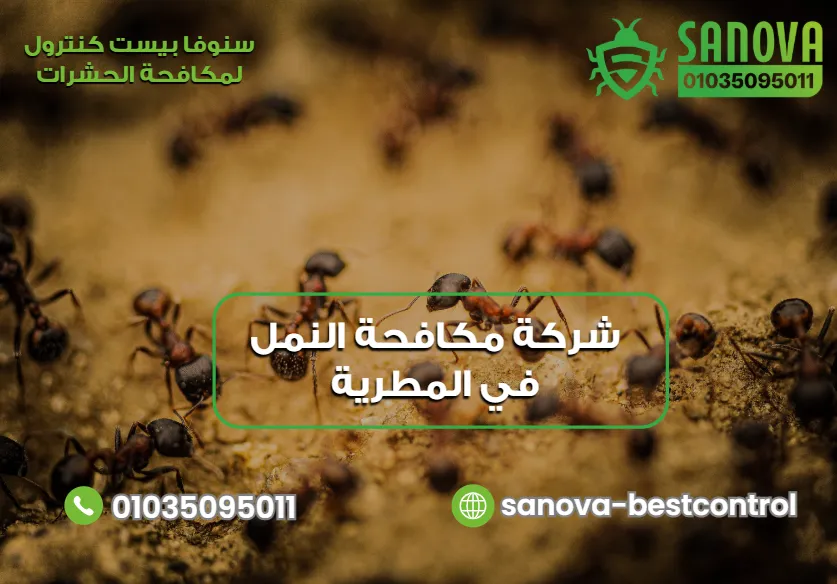 لماذا تنتشر مشكلة النمل في المطرية؟