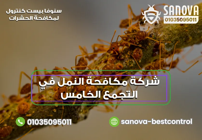 شركة مكافحة النمل في التجمع الخامس | سنوفا 01035095011 شركة مكافحة النمل في التجمع الخامس