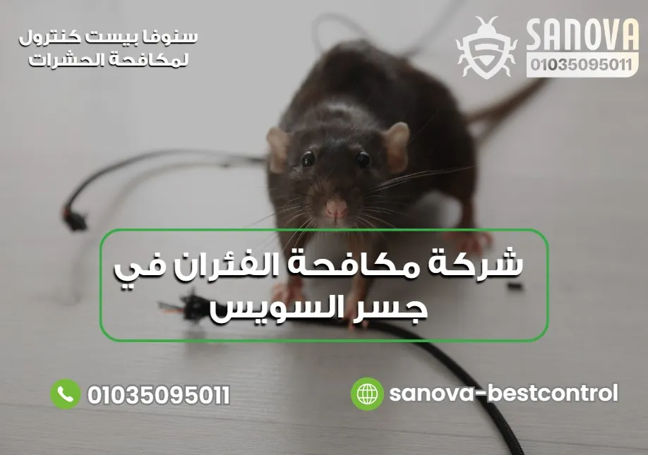 ما علامات وجود الفئران داخل المنزل