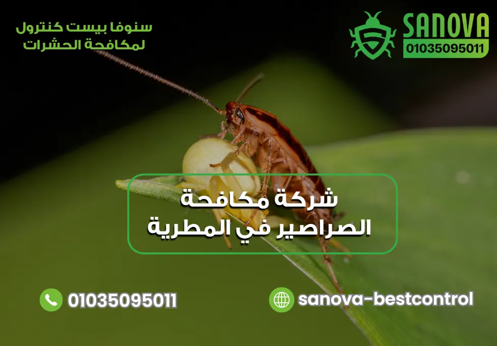 ماذا تفعل بعد مكافحة الصراصير؟