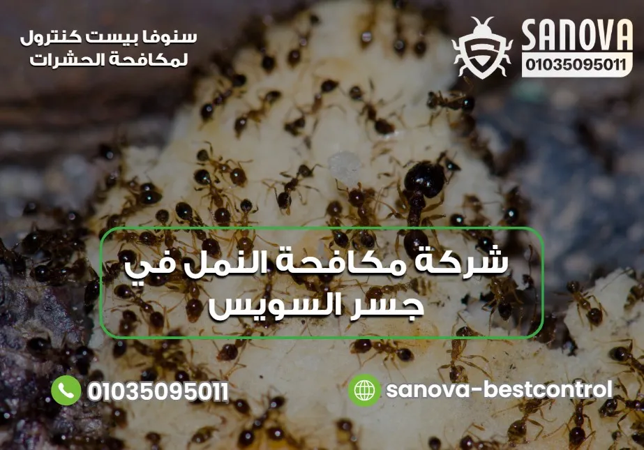 متى تحتاج إلى شركة مكافحة النمل في جسر السويس
