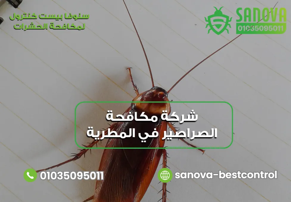 مكافحة الصراصير في المطرية تبدأ من تحديد مصدر المشكلة