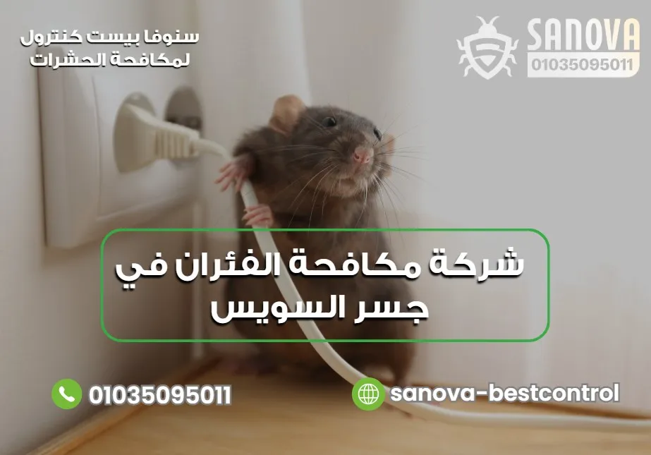 نصائح لتجنب عودة الفئران بعد المكافحة