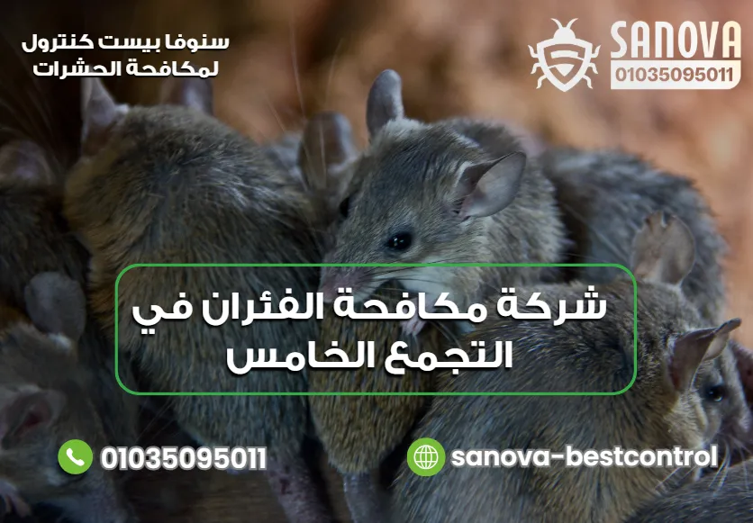 شركة مكافحة الفئران في التجمع الخامس | سنوفا 01035095011 نصائح لمنع عودة الفئران بعد المكافحة